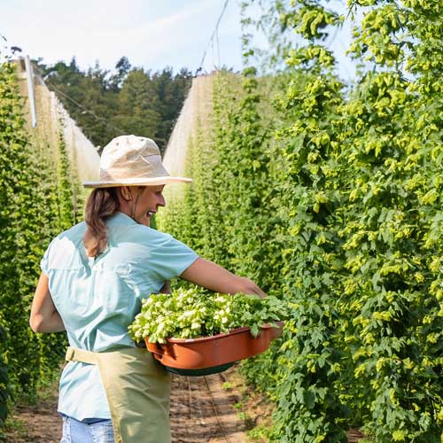 Hopfenernte von Hand Hopfenernte von Hand