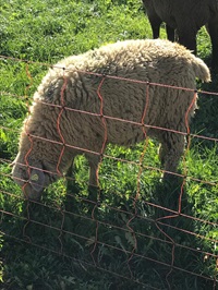 Schaf beim grasen