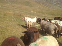 Schafe auf der Alp