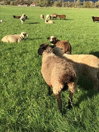 Schafe im Tal