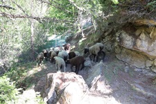 Schafe Alpabfahrt