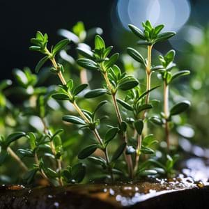 Thymian für das Kissen Detailaufnahme